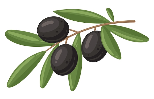 Cartoon black olives branch Olive tree with leaves Italian cuisine tasty appetizer and seasoning Greek olive olives branch flat vector illustration isolated on white background