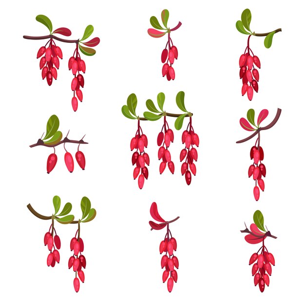 Cartoon branch of ripe barberry.   illustration.