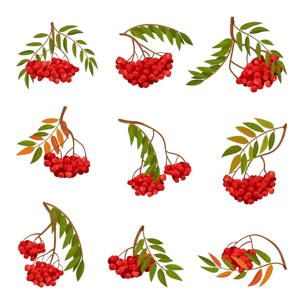 Cartoon branch of ripe rowan.  illustration.