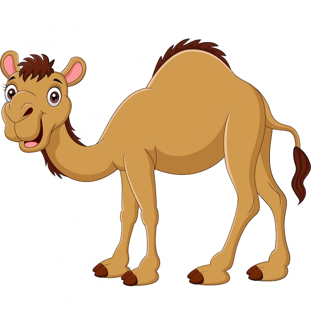 Cartoon camel isolated on white