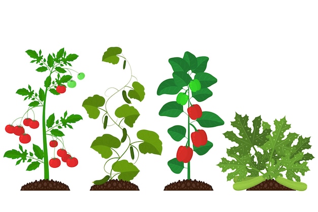 Vector cartoon color plants farm icon set vector