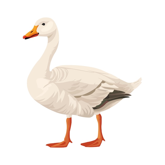 Cartoon cute goose isolated on white solid background