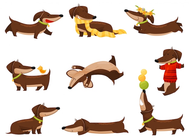 Cartoon dachshunds on white background.  illustration.