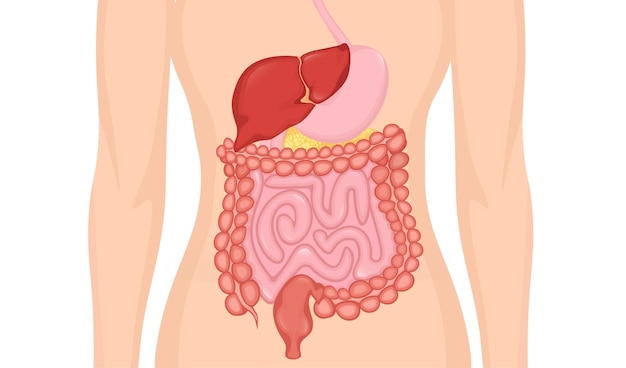 Vector cartoon digestive system for medical design flat vector illustration isolated vector illustration