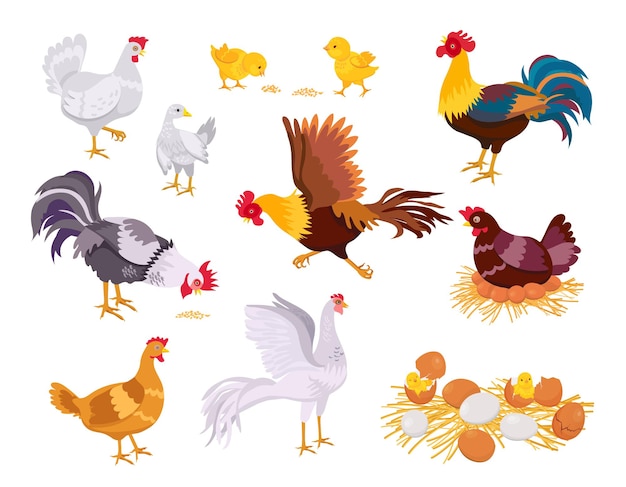 Cartoon farm chicken family, rooster, hen and chicks. Flat domestic bird eat, run and sit on eggs. Nest with chick. Poultry grow vector set. Hatched eggshells with newborn babies in countryside