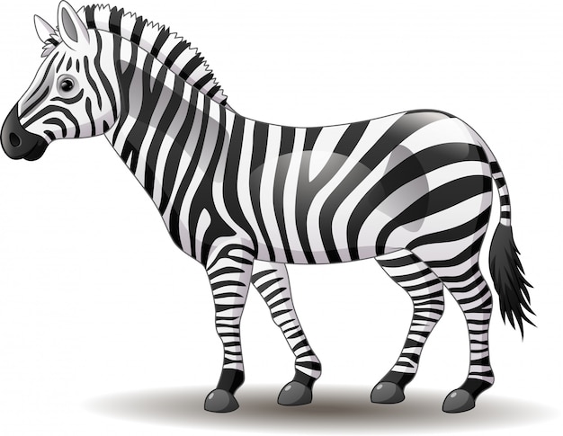 Cartoon funny zebra posing isolated on white background