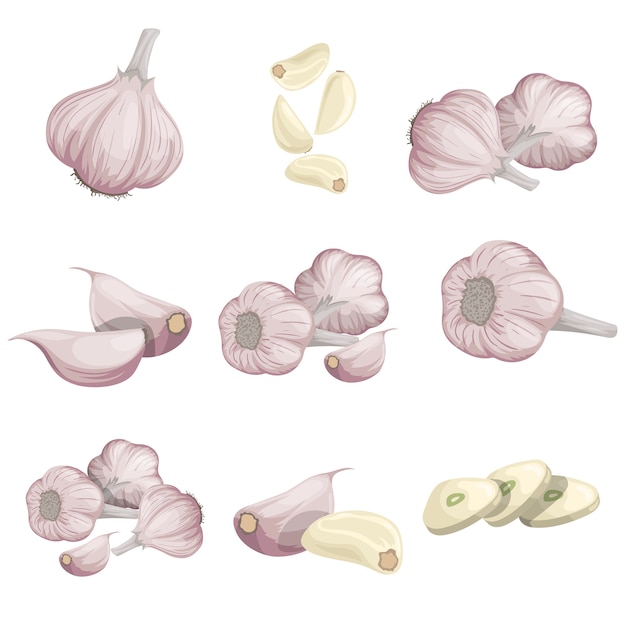 Cartoon garlics set. Whole garlic, peeled, cloves and garlic groups.  simple .  illustrations collection  on white background.