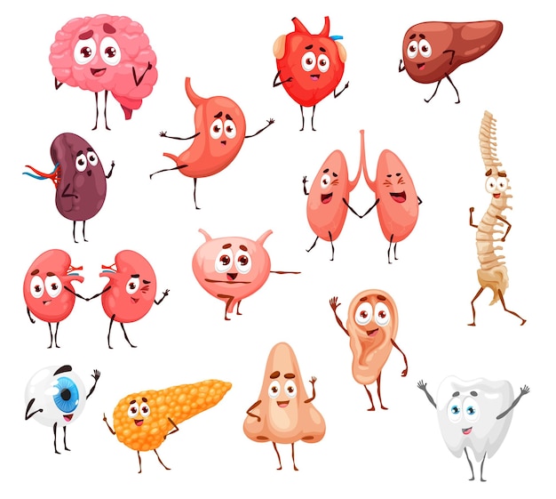 Cartoon human body internal organs characters