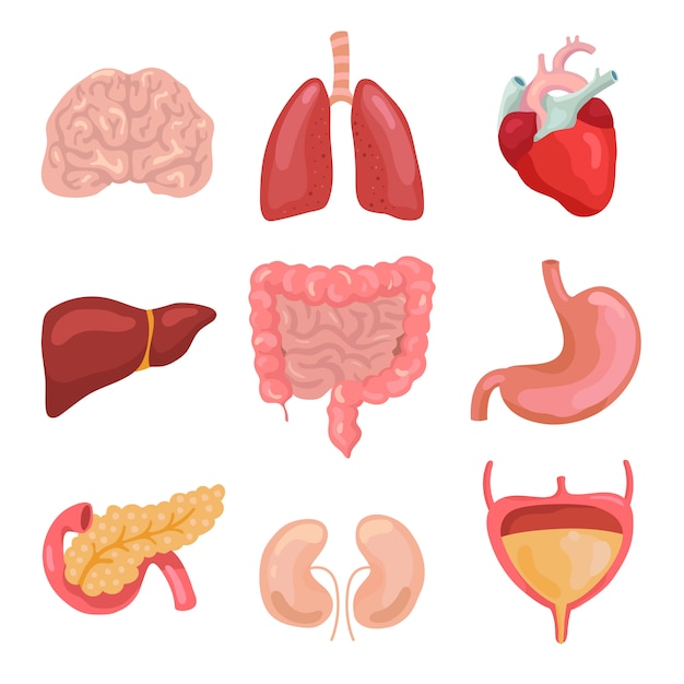 Cartoon human body organs. Healthy digestive, circulatory. Organ anatomy icons for medical chart set