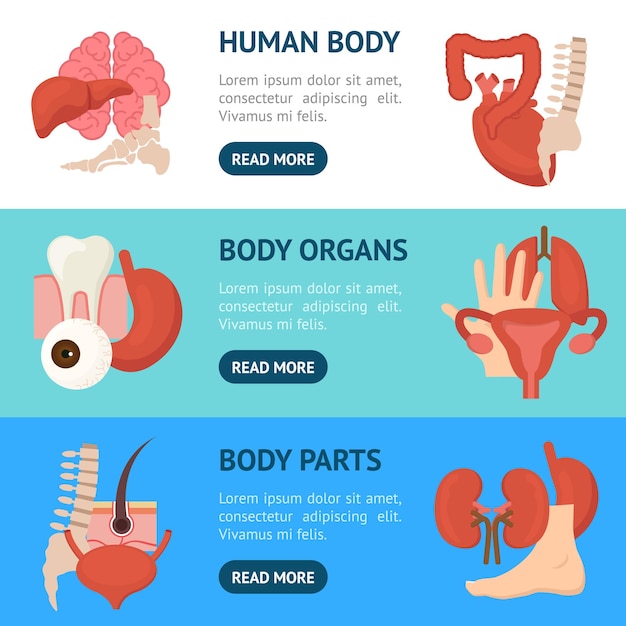 Cartoon Human Internal Organs Banner Horizontal Set Medicine Anatomy Flat Style Design for Web Vector illustration