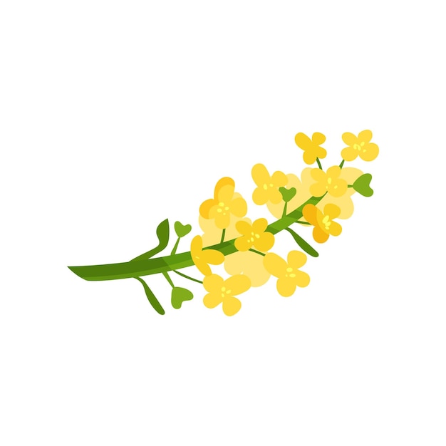 Cartoon illustration of small yellow flowers on green stalk Wild blooming herb Floral or botanical theme Flat vector element for concept about rapeseed oil