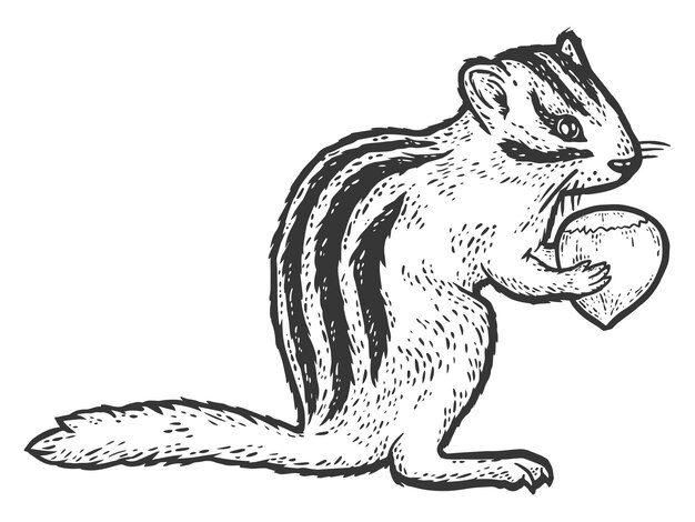 Vector a cartoon image of a squirrel eating a nut.