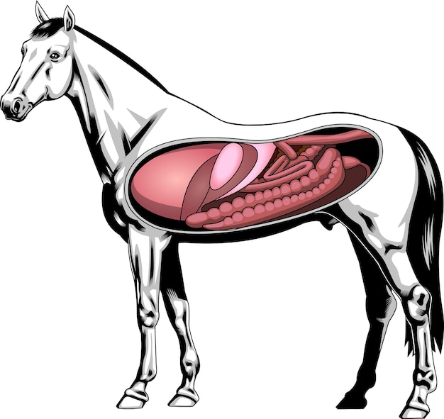 Cartoon Internal Anatomy Of A Horse. Vector Hand Drawn Illustration