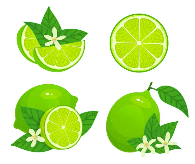 Cartoon lime Fresh whole half and part citrus Organic fruit with leaves and blossom Green and juicy ingredient