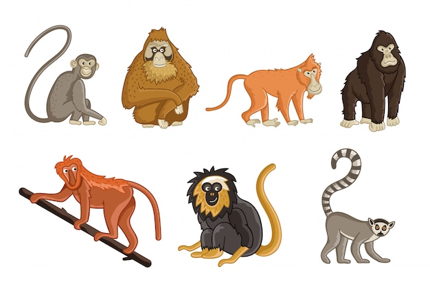 Cartoon monkeys. Wildlife and zoo animals