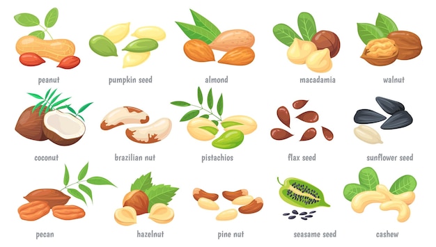 Cartoon nuts and grains Nut with shell nutrient seed almond chestnut walnut cashew grain peanut seeds or kernel hazelnut different plant superfood neat vector illustration