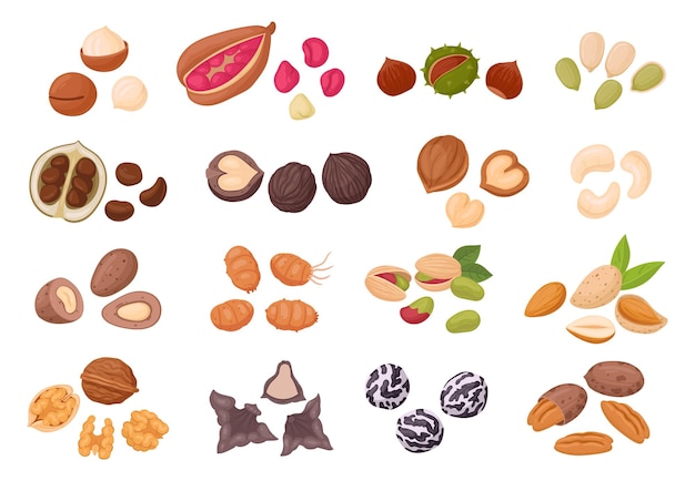 Cartoon nuts set Organic food raw walnuts almonds macadamia pecans and cashews tasty snack for vegetarian diet flat vector illustration set Nuts and seeds collection