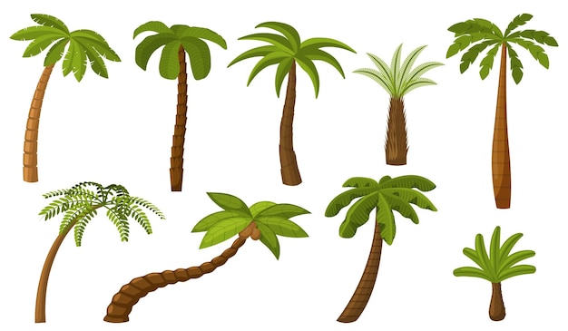 Cartoon palm tree Summer coco palms jungle coconut Isolated beach plants Tropical island green flora seaside landscape recent vector elements