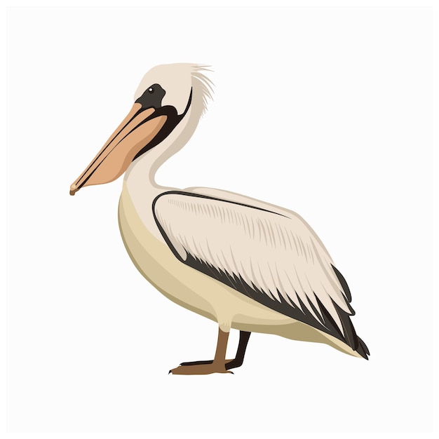 Vector cartoon pelican isolated on white background