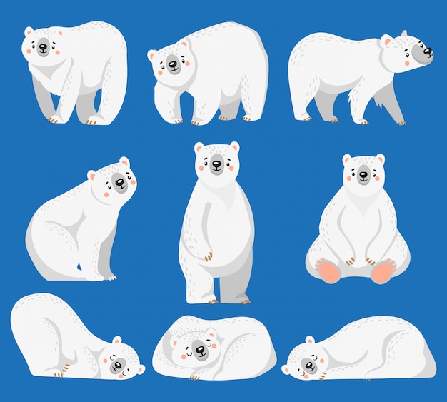 Cartoon polar bear. White bears, arctic wild animal and snow bear   illustration