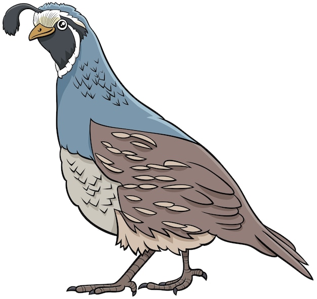 cartoon quail bird comic animal character