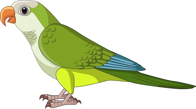 Cartoon Quaker Parakeet on White Background