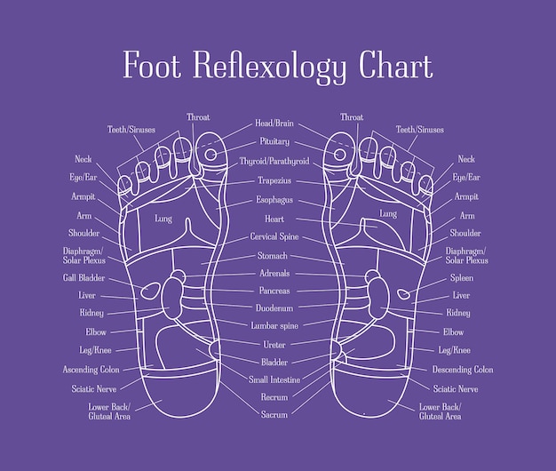 Vector cartoon reflexology therapy feet alternative medicine thin line design with description scheme vector illustration