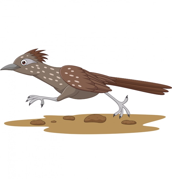 Vector cartoon roadrunner bird running on the road