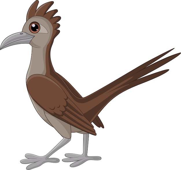 Vector cartoon roadrunner bird on white background