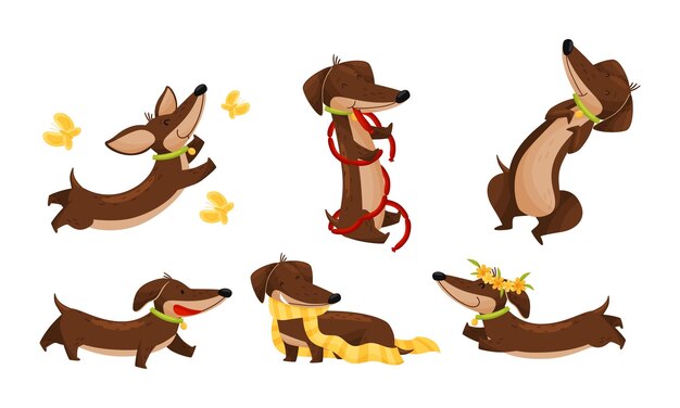 Vector cartoon shortlegged dachshund character with long body catching butterflies and carrying scarf vector set