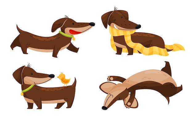 Vector cartoon shortlegged dachshund character with long body wearing scarf and walking vector set