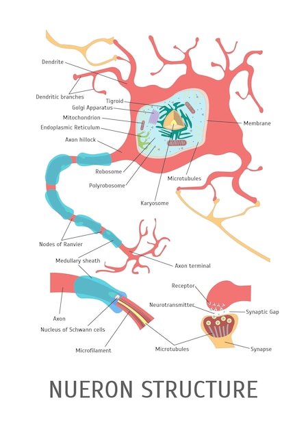 Vector cartoon structure of a neuron detailed part of system for science and learning flat design style. vector illustration