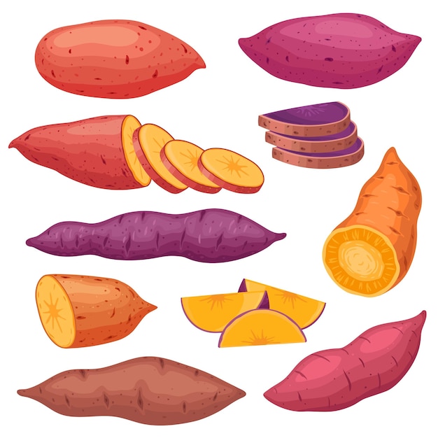 Cartoon sweet potato types sliced yam or batat Baked sweet red potatoes healthy hot fall vegetable snack Natural vegan food vector set