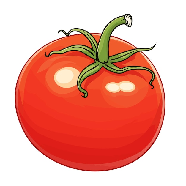 Cartoon tomato clip art style simple vector illustration with a white background