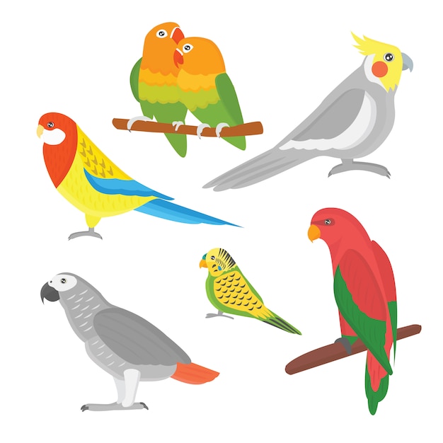 Cartoon tropical parrot wild animal bird vector illustration.