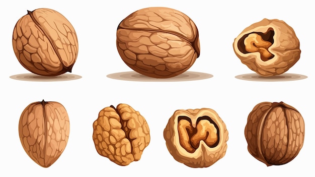 Vector cartoon walnuts isolated on white background vector illustration