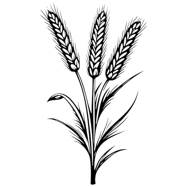 cartoon wheat drawing line head line art black realistic sketches painting