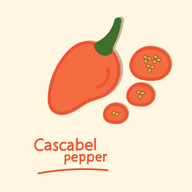 Cascabel pepper. Hand drawn hot chili pepper elements collection.