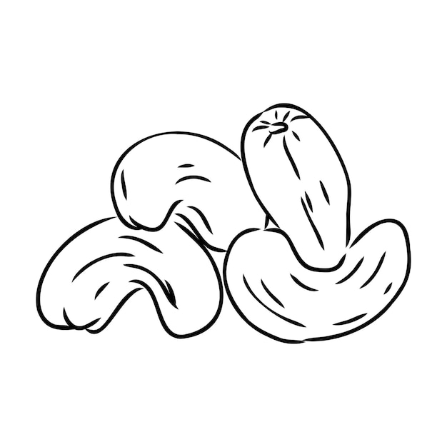 Cashew nut walnut cashew hand drawing vector illustration