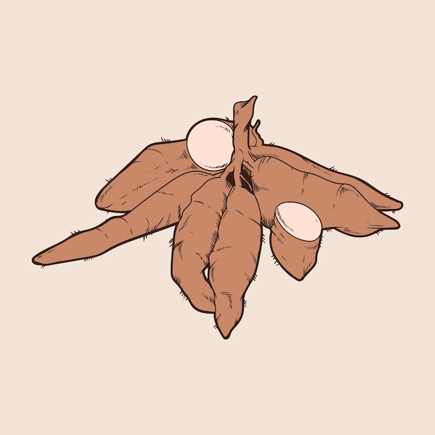 cassava vector illustration. Vector illustration, cassava root.