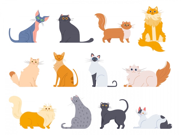 Cat breeds. Cute fluffy cats, maine coon, bobtail, siamese cat and funny sphynx cat, pedigree breeds pets  illustration icons set.   drawing pack