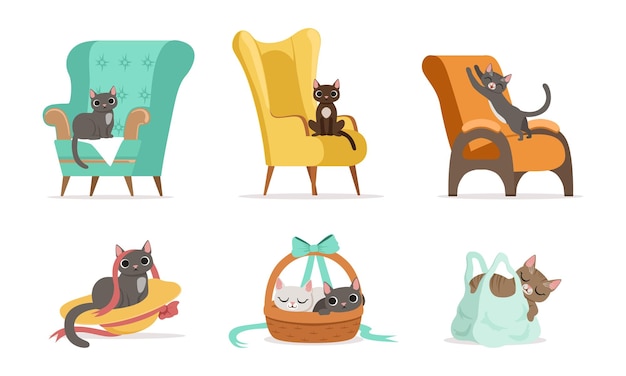 Vector cat domestic pet sitting on armchair and wicker basket vector set