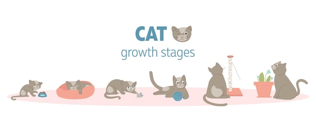 Cat growth stages