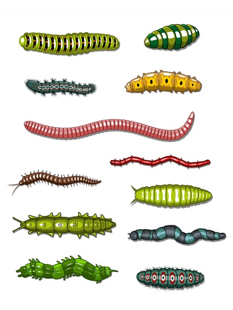 Vector caterpillars and worms