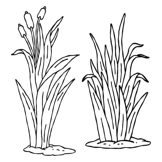 cattail grass botanical hand drawn outline drawing illustration set