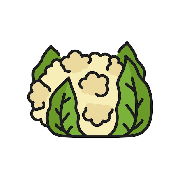 Vector cauliflower cabbage flat brassica oleracea icon