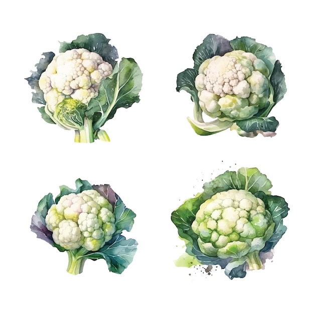 Cauliflower Cabbage watercolor paint