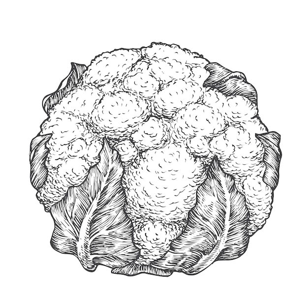 Cauliflower Hand Drawn Vegetable with Leaves Vector Illustration Vegan Plant Based Farm Food Doodle