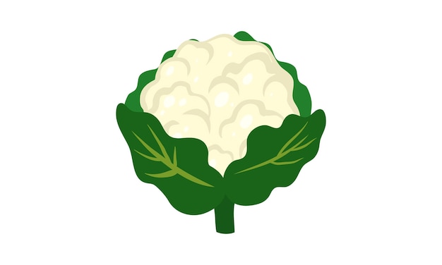 Vector cauliflower vector design and illustration