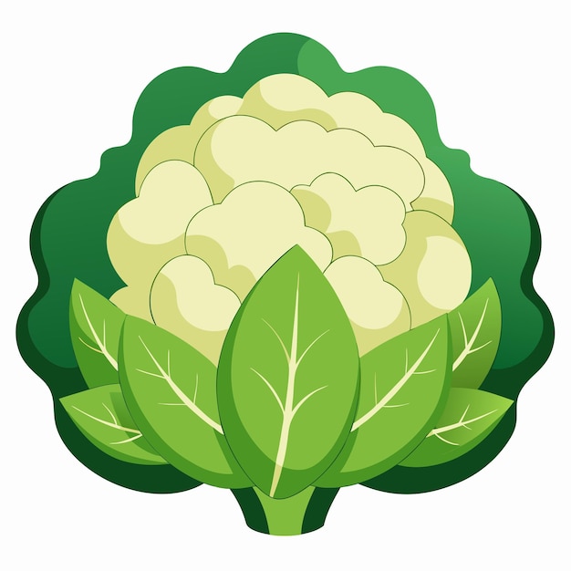 Cauliflower Vegetable Color Clip Art Vector Illustration Design